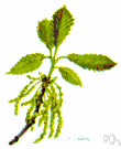 oak chestnut - a tree of the genus Castanopsis