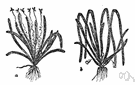 tape grass - submerged aquatic plant with ribbonlike leaves