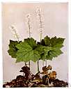 Mitella diphylla - miterwort of northeastern North America usually with two opposite leaves on erect flowering stems that terminate in erect racemes of white flowers