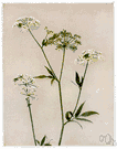genus Sium - perennial of wet and marshy places in the northern hemisphere: water parsnips