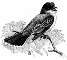 eastern kingbird - a kingbird that breeds in North America and winters in tropical America