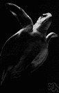 Caretta caretta - very large carnivorous sea turtle