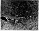 zebra-tailed lizard - swift lizard with long black-banded tail and long legs