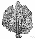 sea fan - corals having a treelike or fan-shaped horny skeleton