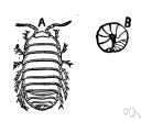 Armadillidiidae - pill bugs