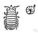 family Armadillidiidae - pill bugs