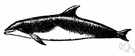 Tursiops - a genus of Delphinidae