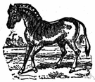 quagga - mammal of South Africa that resembled a zebra