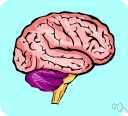 auditory center - the part of the brain (in a fold of the cerebral cortex of the temporal lobe on both sides of the brain) that receives impulses from the ear by way of the auditory nerve