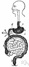 alimentary tract - tubular passage of mucous membrane and muscle extending about 8.3 meters from mouth to anus