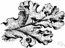 scale moss - moss-like liverwort with tiny scalelike leaves