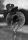 Aristolochia macrophylla - hardy deciduous vine having large leaves and flowers with the calyx tube curved like the bowl of a pipe
