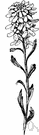 iberis - Old World herbs and subshrubs: candytuft