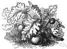 genus Citrullus - a dicot genus of the family Cucurbitaceae including watermelons