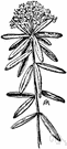 wild rosemary - bog shrub of northern and central Europe and eastern Siberia to Korea and Japan
