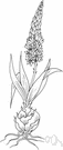 genus Urginea - Mediterranean liliaceous plants
