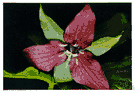 prairie trillium - trillium of central United States having dark purple sessile flowers