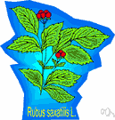 stone bramble - European trailing bramble with red berrylike fruits