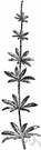 Galium - annual or perennial herbs: bedstraw