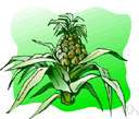 make grow