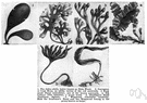 Fucus vesiculosus - a common rockweed used in preparing kelp and as manure