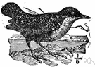 blackbird - common black European thrush