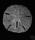 Testudinata - tortoises and turtles