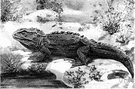 tuatara - only extant member of the order Rhynchocephalia of large spiny lizard-like diapsid reptiles of coastal islands off New Zealand