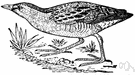 spotted crake - Eurasian rail of swamps and marshes