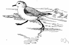 Crocethia alba - small sandpiper that breeds in the Arctic and migrates southward along sandy coasts in most of world