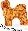 Tibetan terrier - breed of medium-sized terriers bred in Tibet resembling Old English sheepdogs with fluffy curled tails