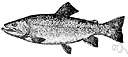 Salvelinus alpinus - small trout of northern waters