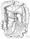 arteria mesenterica - one of two branches of the aorta that pass between the two layers of the mesentery to the intestines