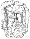 mesenteric artery - one of two branches of the aorta that pass between the two layers of the mesentery to the intestines