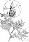 American arborvitae - small evergreen of eastern North America having tiny scalelike leaves on flattened branchlets