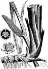 Acorus calamus - perennial marsh plant having swordlike leaves and aromatic roots