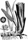calamus - perennial marsh plant having swordlike leaves and aromatic roots