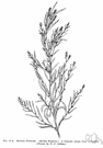 summer cypress - densely branched Eurasian plant