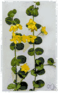 genus Lysimachia - loosestrife: a cosmopolitan genus found in damp or swampy terrain having usually yellow flowers
