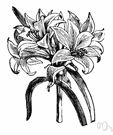 Amaryllis belladonna - amaryllis of South Africa often cultivated for its fragrant white or rose flowers