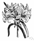naked lady - amaryllis of South Africa often cultivated for its fragrant white or rose flowers
