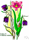 Fritillaria meleagris - Eurasian checkered lily with pendant flowers usually veined and checkered with purple or maroon on a pale ground and shaped like the bells carried by lepers in medieval times