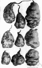Solanaceae - large and economically important family of herbs or shrubs or trees often strongly scented and sometimes narcotic or poisonous