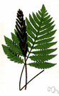 bead fern - beautiful spreading fern of eastern North America and eastern Asia naturalized in western Europe