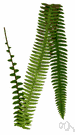 Nephrolepis exaltata bostoniensis - a sword fern with arching or drooping pinnate fronds