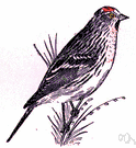 redpoll - small siskin-like finch with a red crown