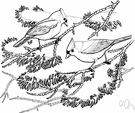 Parus bicolor - crested titmouse of eastern and midwestern United States