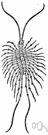 house centipede - long-legged centipede common in damp places as e.g. cellars