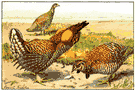 Tympanuchus cupido cupido - extinct prairie chicken