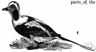 Clangula - a genus of ducks
